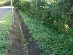 Alysicarpus vaginalis