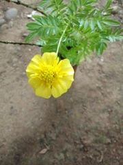 Tribulus terrestris