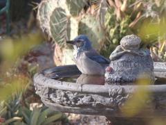 Aphelocoma californica