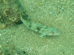 Paralabrax nebulifer