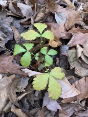 Rubus flagellaris