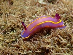 Felimida macfarlandi