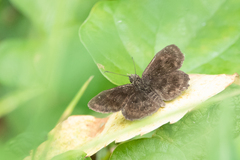 Staphylus hayhurstii