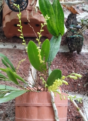 Pleurothallis quadrifida