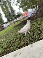 Columba livia domestica