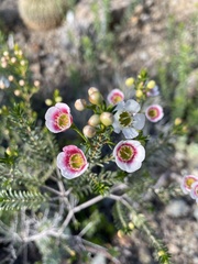 Chamelaucium uncinatum