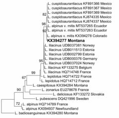 Lactarius alpinus mitis