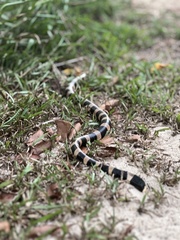 Laticauda saintgironsi