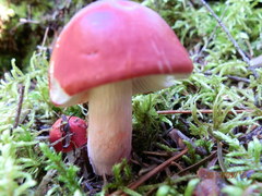 Russula peckii