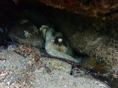 Octopus bimaculoides