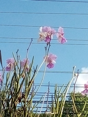 Tabebuia rosea