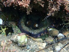 Octopus bimaculoides