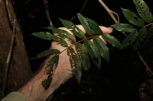 Image of Austrosteenisia glabristyla by (c) Greg Tasney, some rights reserved (CC BY-SA)