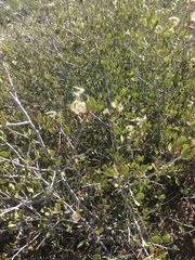 Cercocarpus betuloides betuloides