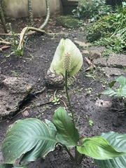 Spathiphyllum