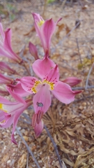 Alstroemeria hookeri