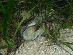 Octopus bimaculoides