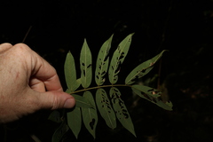 Austrosteenisia glabristyla