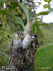 Catasetinae
