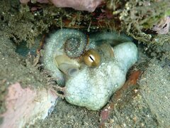 Octopus bimaculoides