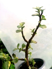 Portulacaria