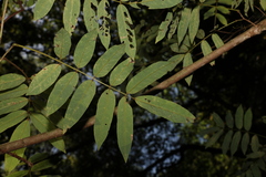 Austrosteenisia glabristyla