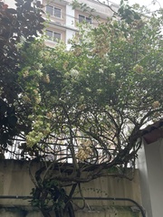 Mussaenda philippica