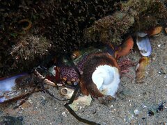 Octopus bimaculoides