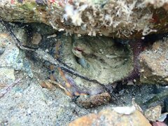 Octopus bimaculoides