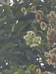 Mussaenda philippica