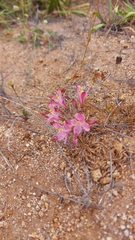 Alstroemeria hookeri