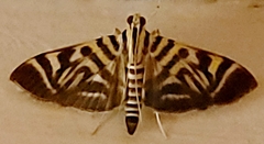 Spilomela