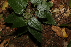 Urtica incisa
