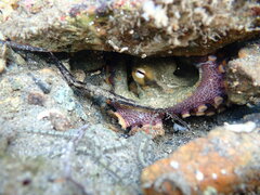 Octopus bimaculoides