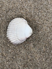 Cerastoderma edule