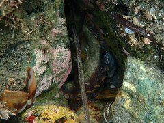 Octopus bimaculoides