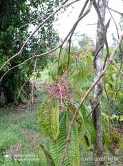 Miconia xalapensis