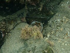 Octopus bimaculoides