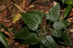 Urtica incisa
