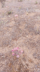 Alstroemeria hookeri