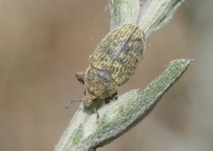 Larinus minutus