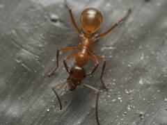 Formica pallidefulva