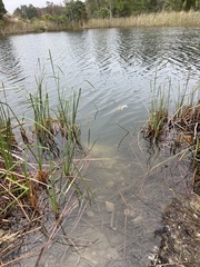 Eleocharis cellulosa