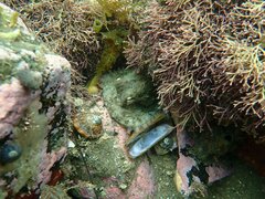 Octopus bimaculoides