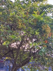 Duranta erecta