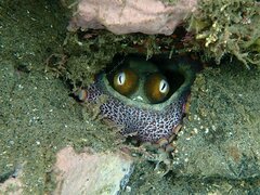 Octopus bimaculoides