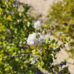 Condea laniflora