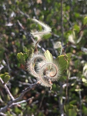 Cercocarpus betuloides betuloides