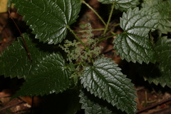 Urtica incisa