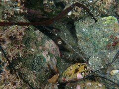 Octopus bimaculoides